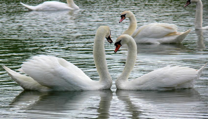Il cigno, è l'animale simbolo di regalità Il cigno, è l'animale simbolo di regalità